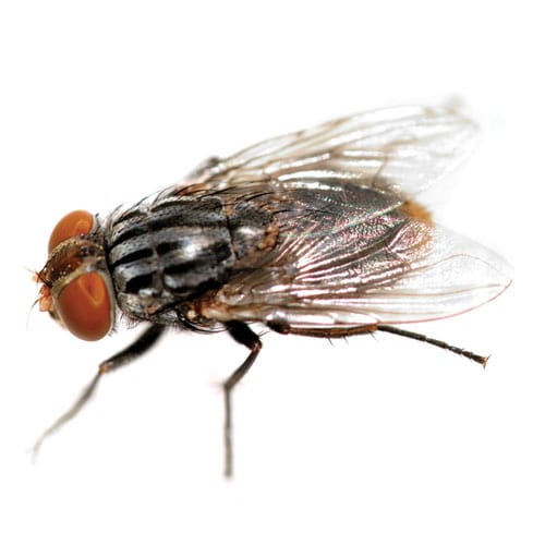 flies-eagle-pest-control-brooklyn-exterminator