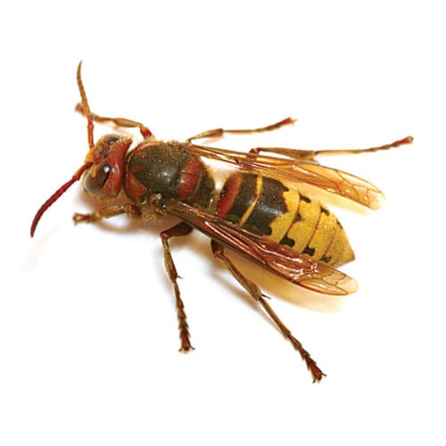 hornets-eagle-pest-control-brooklyn-exterminator