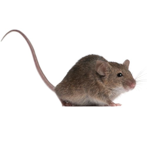 mice-eagle-pest-control-brooklyn-exterminator