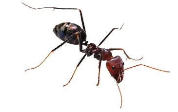 Ant Pest Control / Extermination: Brooklyn & Manhattan, NYC