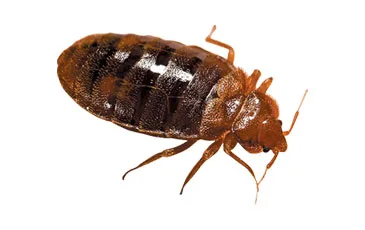 Bed Bug Pest Control / Extermination: Brooklyn & Manhattan, NYC