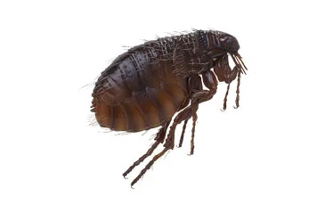 Flea Pest Control / Extermination: Brooklyn & Manhattan, NYC