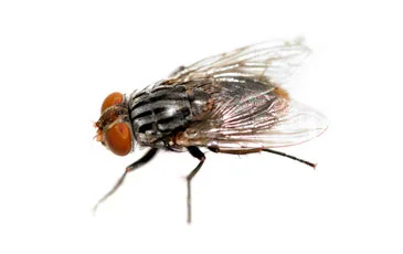 Flies Pest Control / Extermination: Brooklyn & Manhattan, NYC