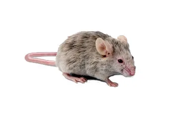 Mice / Rodent Pest Control / Extermination: Brooklyn & Manhattan, NYC