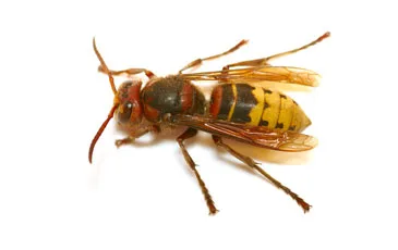 Hornet & Wasp Pest Control / Extermination: Brooklyn & Manhattan, NYC