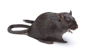 Rats / Rodent Pest Control / Extermination: Brooklyn & Manhattan, NYC