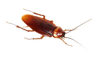 Cockroach Pest Control / Extermination: Brooklyn & Manhattan, NYC