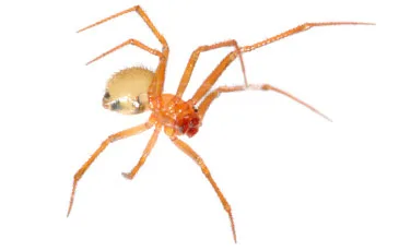 Spider Pest Control / Extermination: Brooklyn & Manhattan, NYC