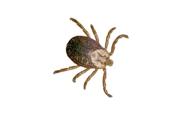 Tick Pest Control / Extermination: Brooklyn & Manhattan, NYC