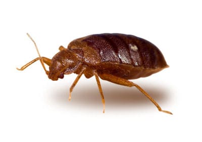 Bed bug Pest Control Exterminators, Brooklyn & Manhattan, New York