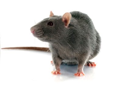 Rodent Pest Control Exterminators, Brooklyn & Manhattan, New York