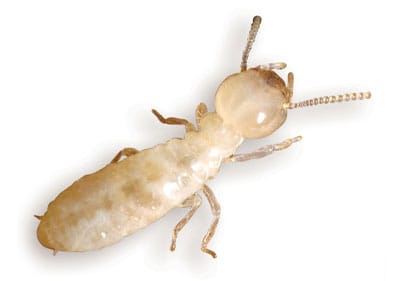 Termite Pest Control Exterminators, Brooklyn & Manhattan, New York