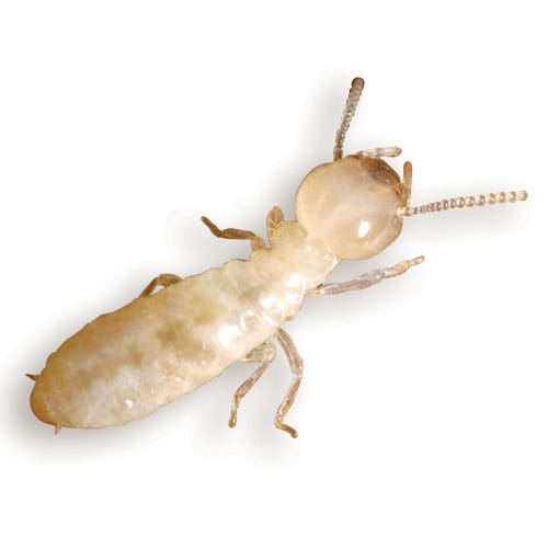 termites-eagle-pest-control-brooklyn-exterminator
