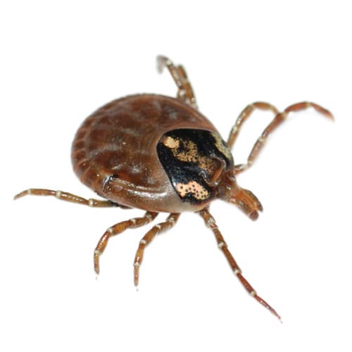 ticks-eagle-pest-control-brooklyn-exterminator