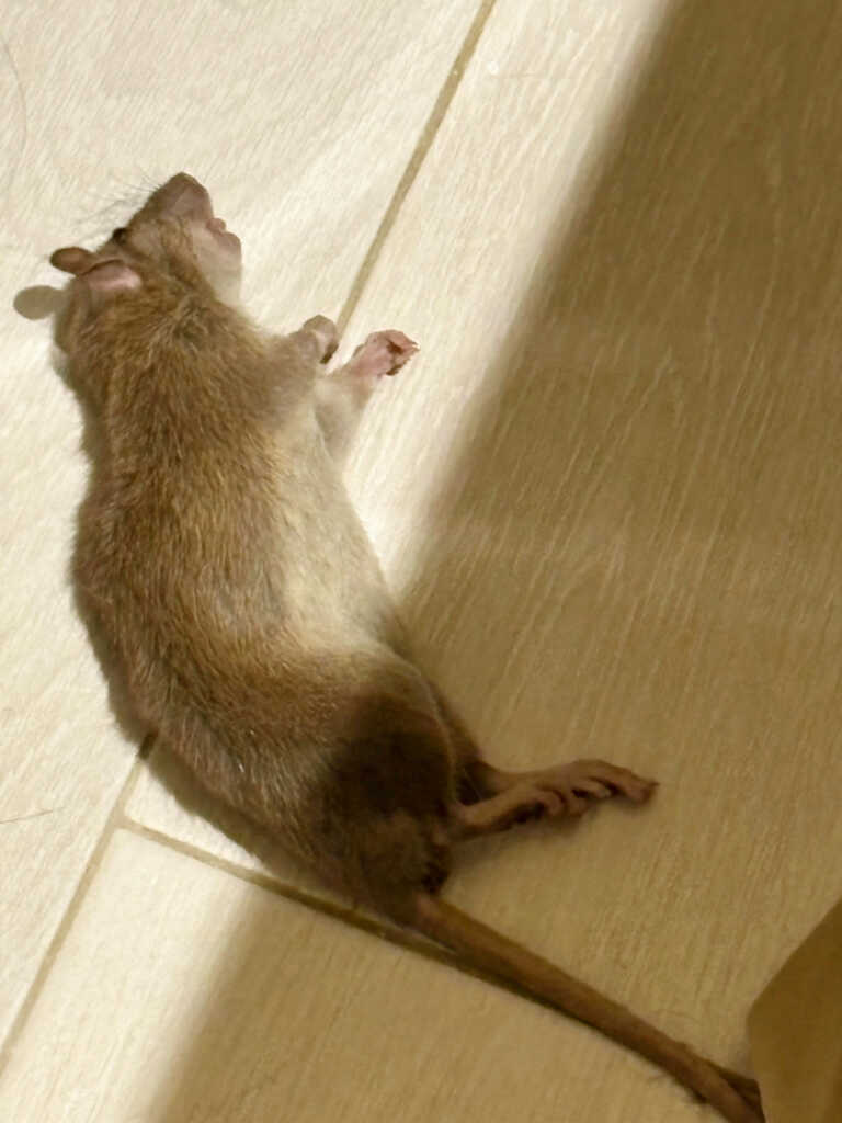 Rat Pest Control, Brooklyn, New York